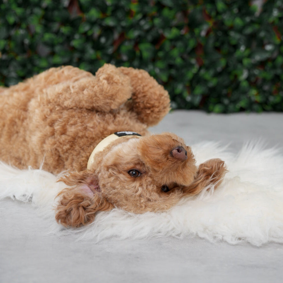 Butter Yellow Vegan Leather Collar