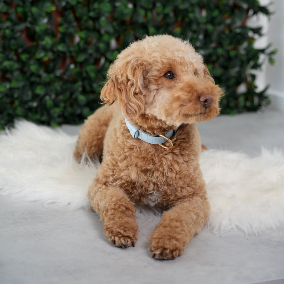 Bluebell Vegan Leather Collar