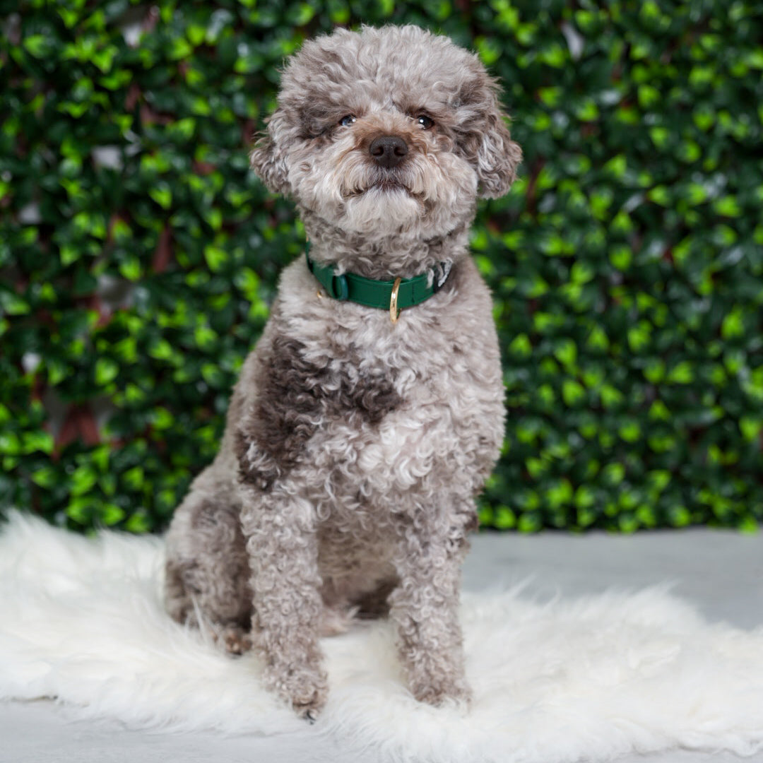 Evergreen Vegan Leather Collar