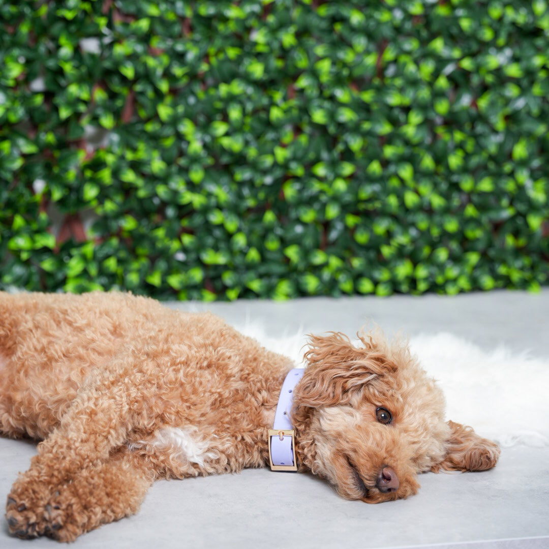 Lavender Breeze PlayProof PVC Collar