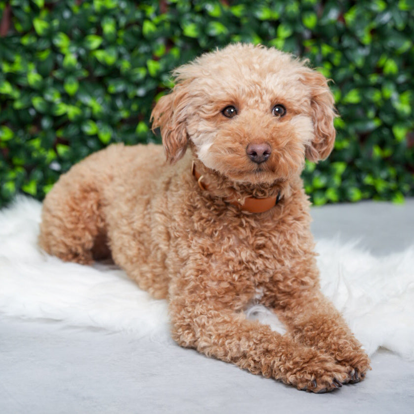 Saddle Brown PlayProof PVC Collar