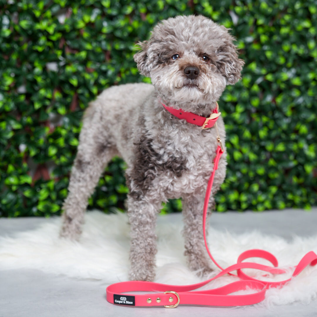 Red Rover PlayProof PVC Leash