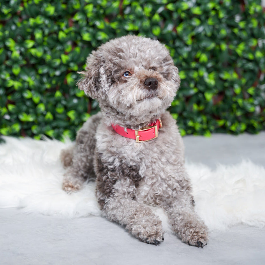 Red Rover PlayProof PVC Collar