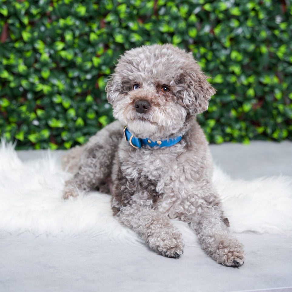 Classic Blue PlayProof PVC Collar
