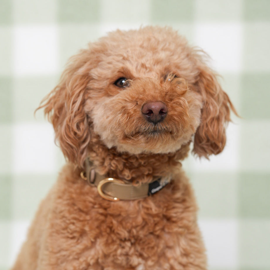 Classic Taupe Vegan Leather Collar
