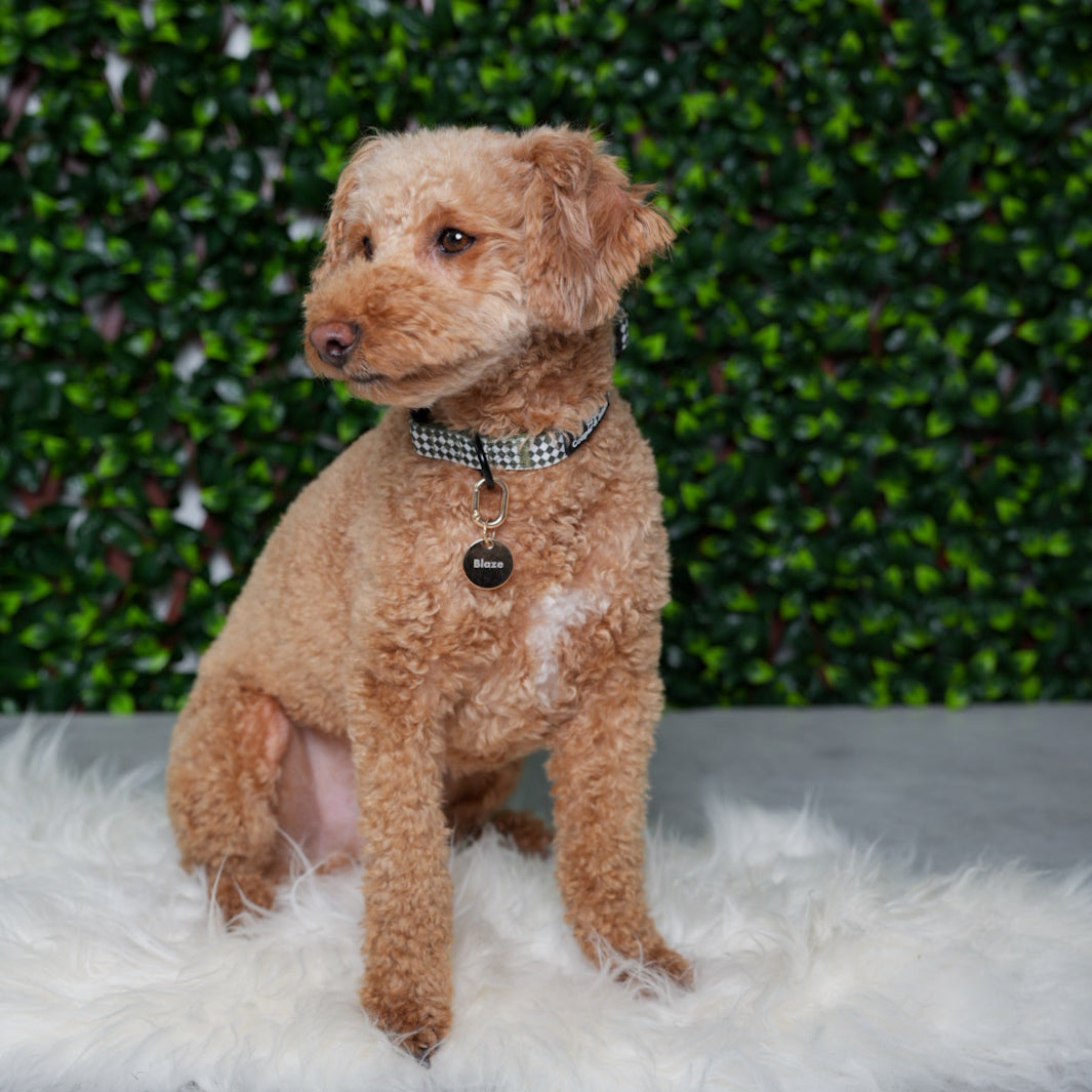Olive Check Collar