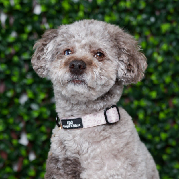 Leopard Luxe Collar