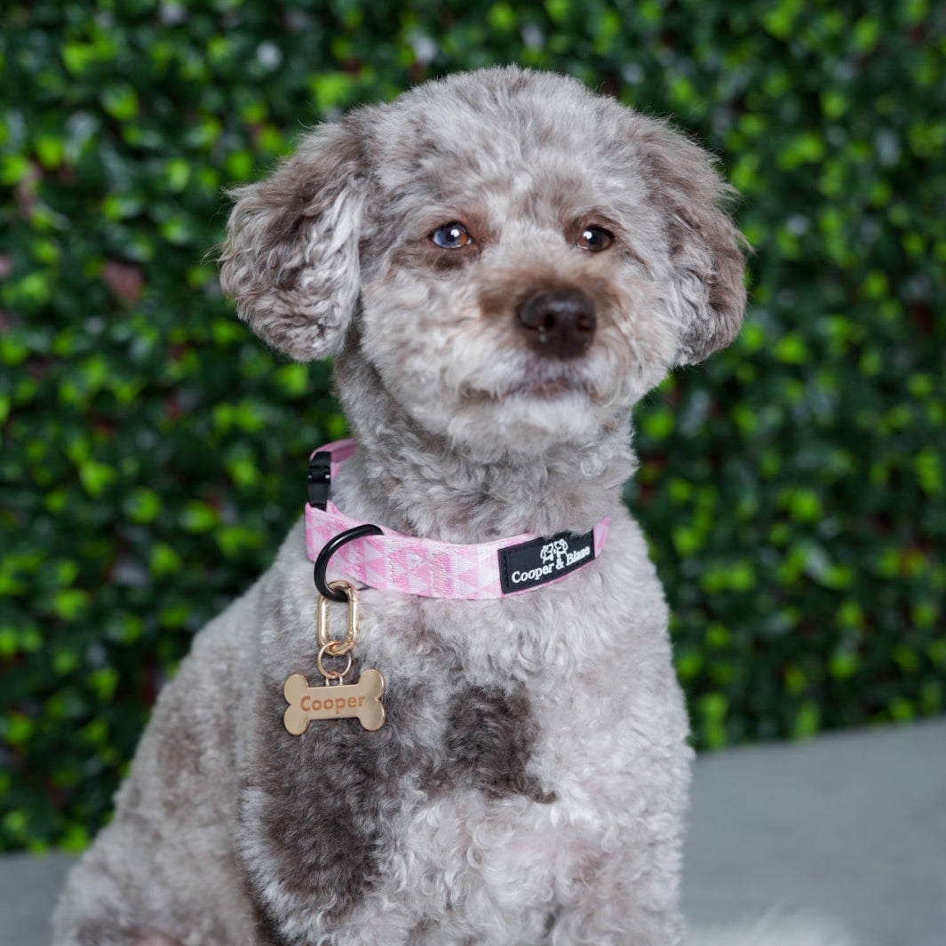 Pretty in Pink Collar