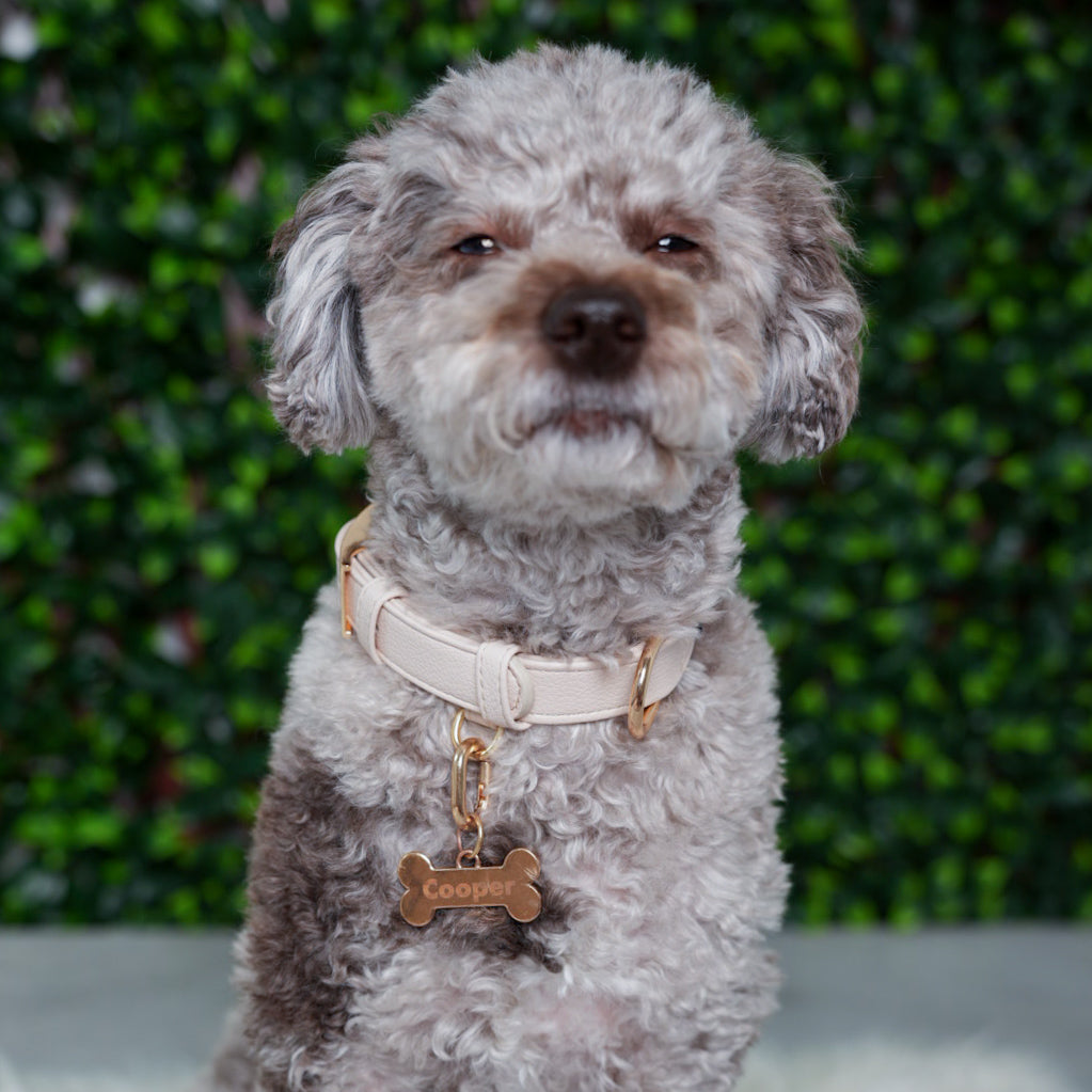 Ivory Vegan Leather Collar