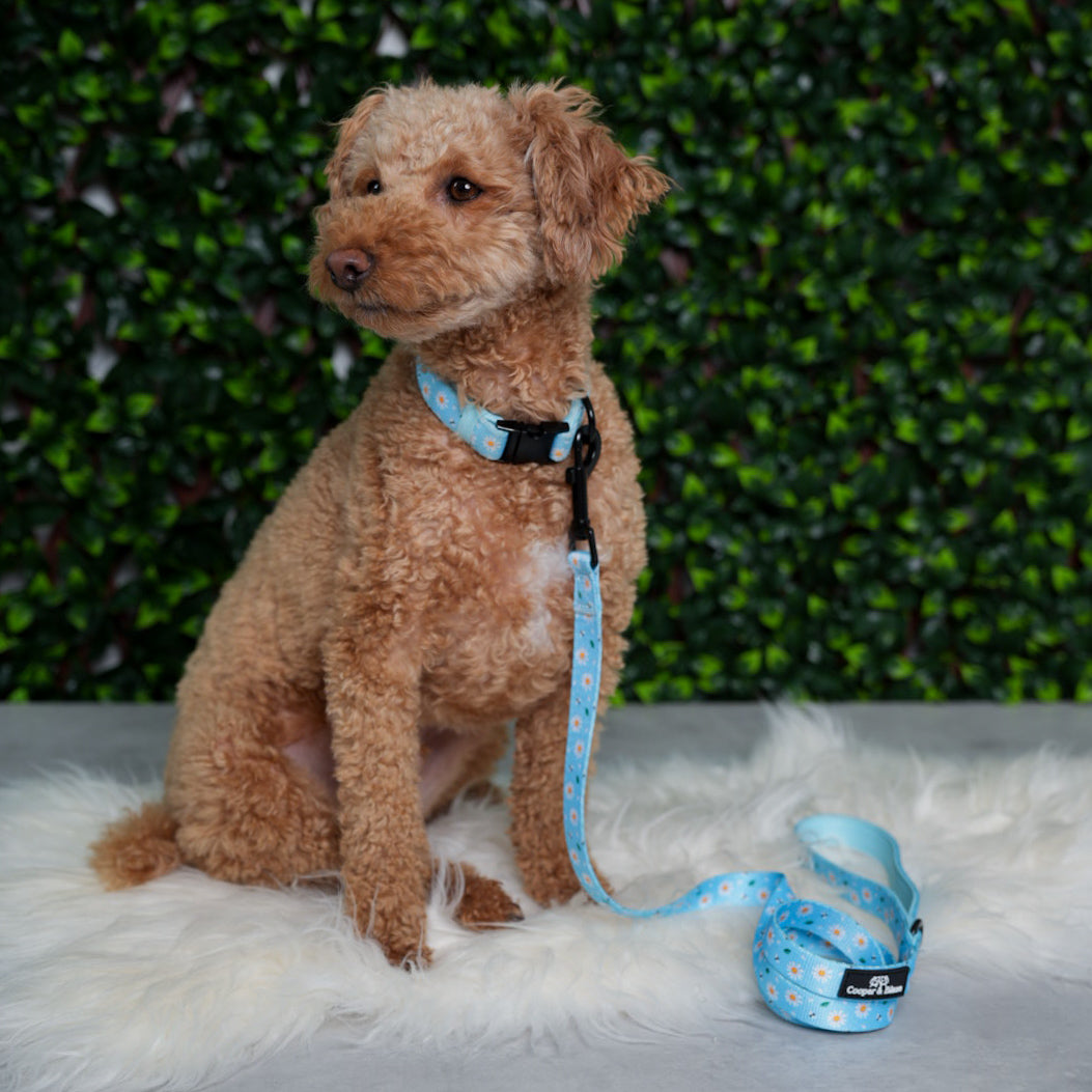 Blue Daisy Walking Set