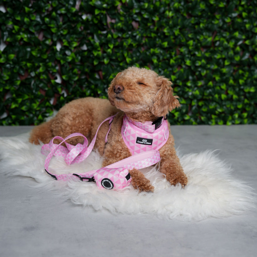 Pretty in Pink Dog Everyday Essentials Bundle