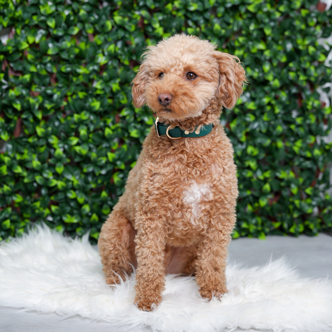 Hunter Green PlayProof PVC Collar